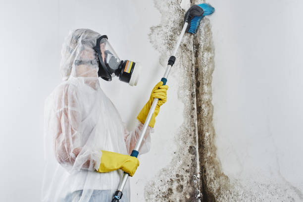 Best Attic Mold Removal  in Hutchinson, KS