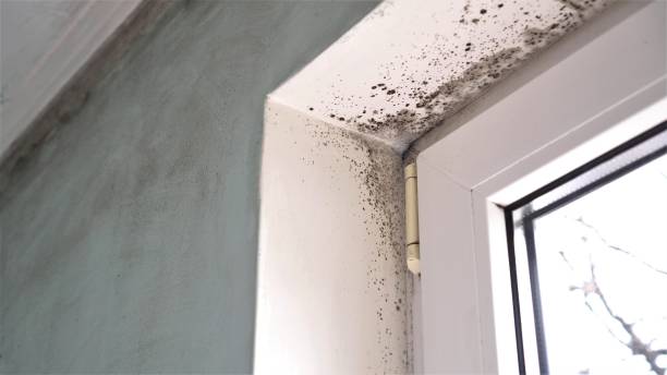 Best Attic Mold Removal  in Hutchinson, KS