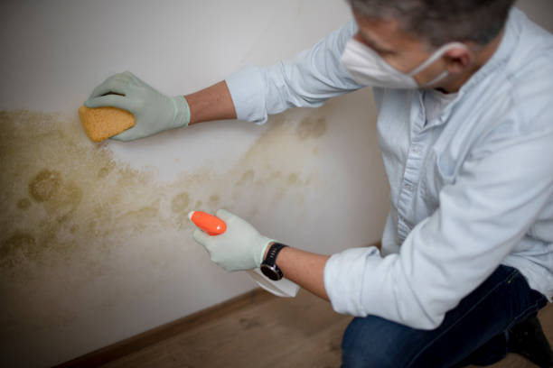 Best Same-Day Mold Removal  in Hutchinson, KS