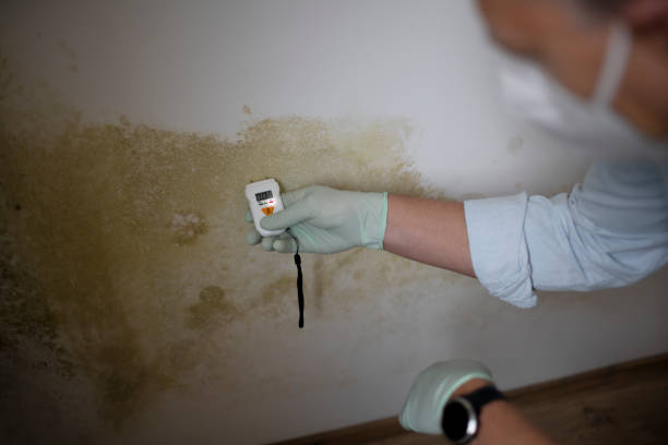 Best Certified Mold Removal  in Hutchinson, KS