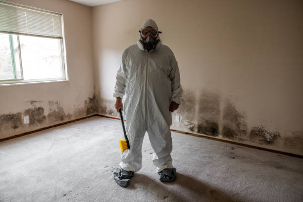 Best Affordable Mold Removal  in Hutchinson, KS