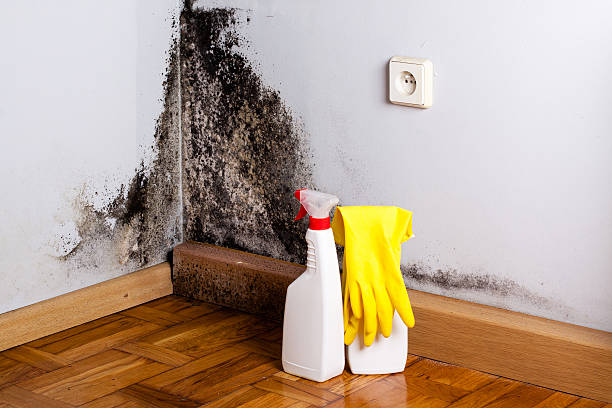 Best Certified Mold Removal  in Hutchinson, KS