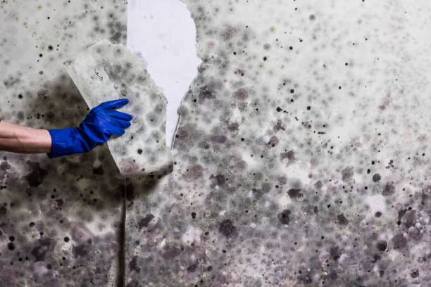 Best Commercial Mold Removal  in Hutchinson, KS