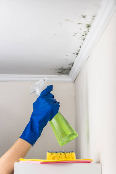 Best Toxic Mold Removal  in Hutchinson, KS