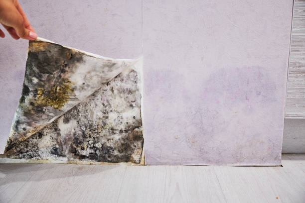 Attic Mold Removal in Hutchinson, KS